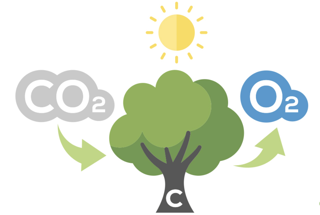 CO2 - vajalik inimese ja kõigi teiste organismiliikide, taimestiku ellujäämiseks