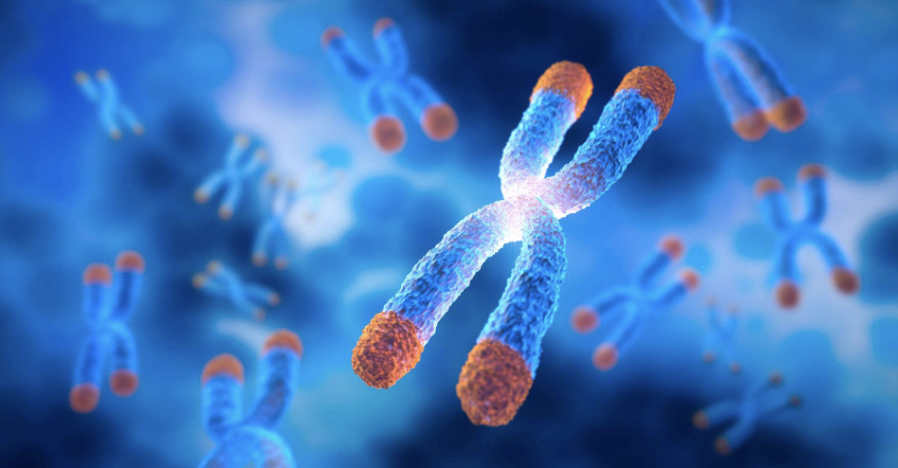 Toitumise mõju telomeeride tervisele