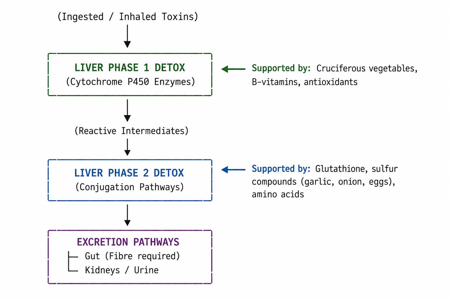 How the Body Eliminates Endocrine Disruptors - Fonte.News, Annika Urm